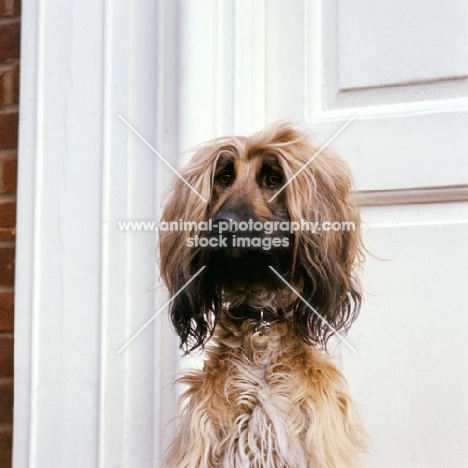 afghan hound in front of a door