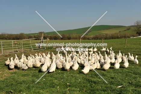 Aylesbury ducks 