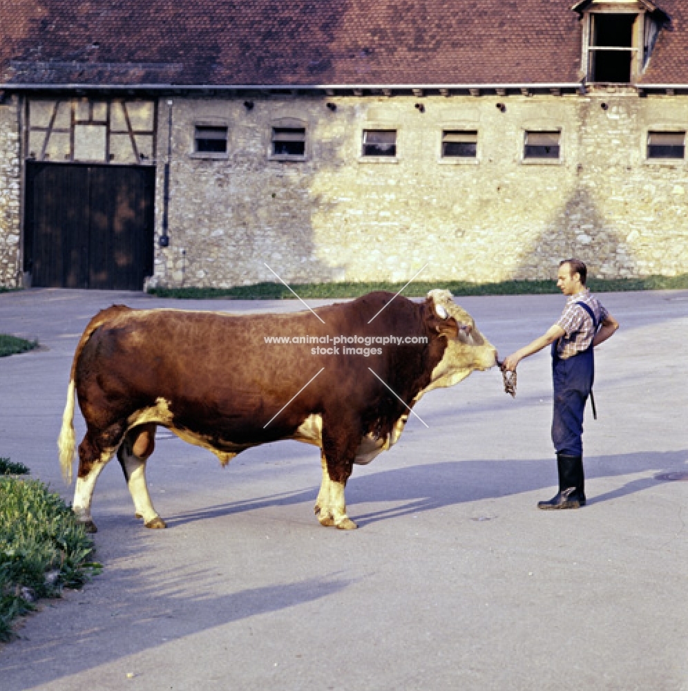 simmental bull at offenhausen, marbach, germany