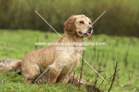 English Cocker Spaniel sitting on grass