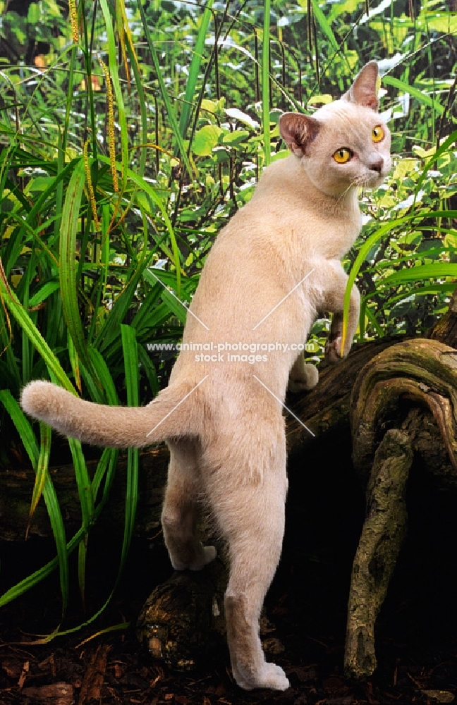 young Burmese cat