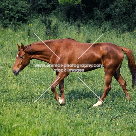 kisber mare in hungary