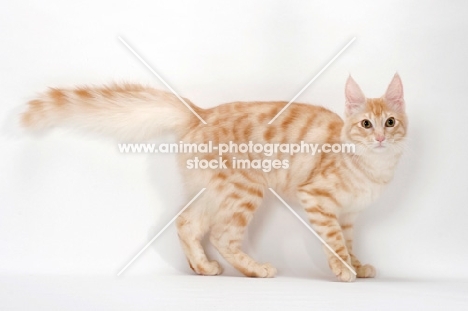 Turkish Angora cat on white background, red silver tabby colour