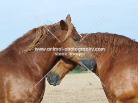 Suffolk Punches grooming