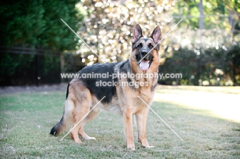 German shepherd standing