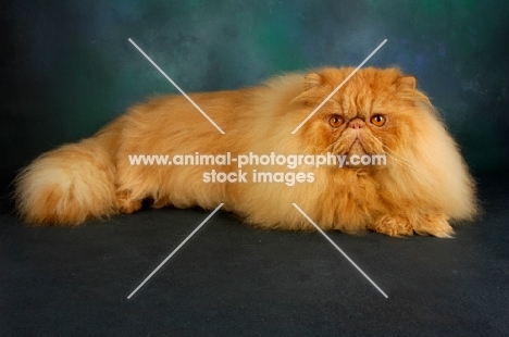 red Persian looking at camera