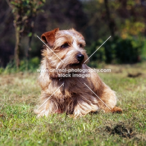 norfolk terrier sitting in grass