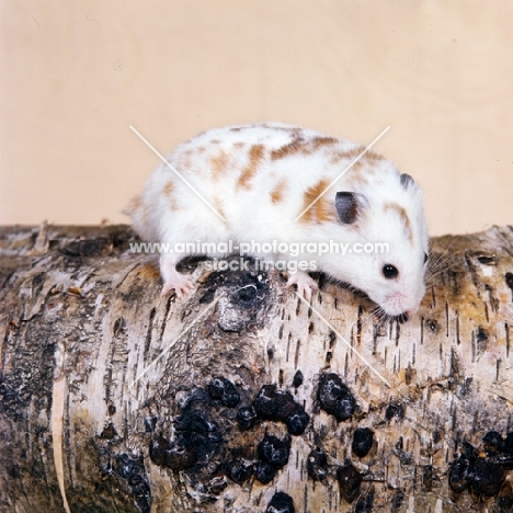 piebald hamster on a branch