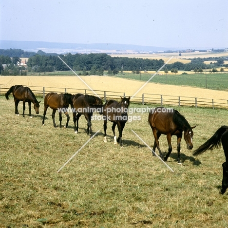 young trakehners in single file at gestüt webelsgründ