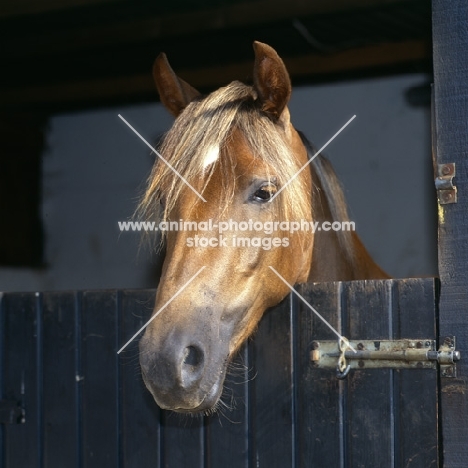 millersford starlight, new forest mare at stable door