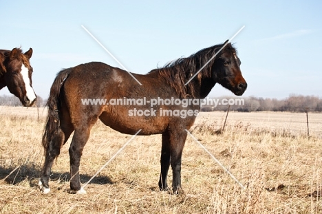 unkempt Morgan Horse in field
