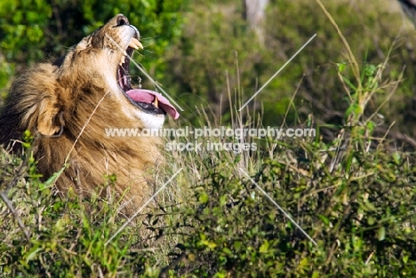 lion yawning in kenya
