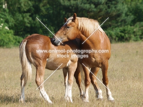 Suffolk Punches grooming each other