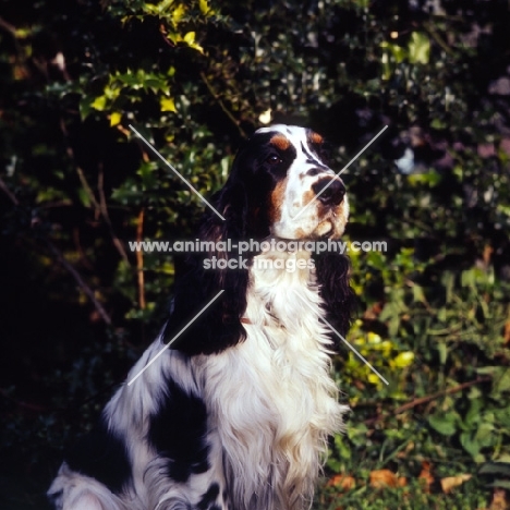 english cocker spaniel in front of greenery