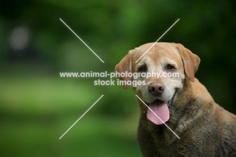 happy yellow labrador retriever