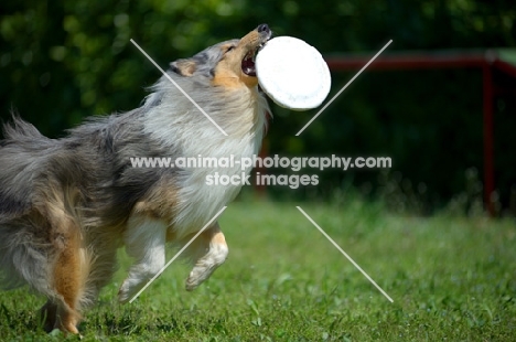 blue merle rough collie jumping to catch frisbee 