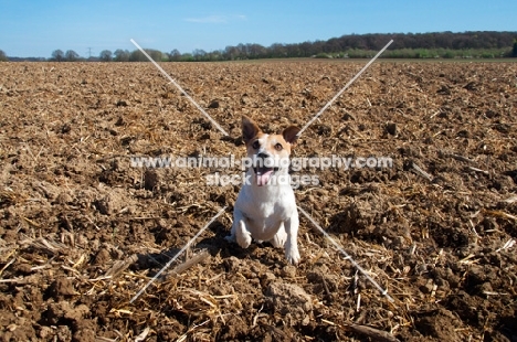 Jack Russell in ploughed field