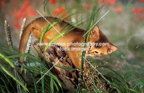 chocolate abyssinian kitten sniffing greenery