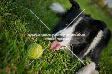happy black and white border collie with tennis ball
