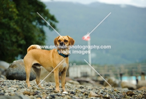 Puggle (pug cross beagle, hybrid dog)