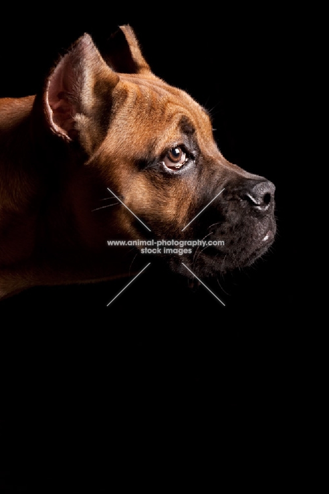 Cane Corso on black background