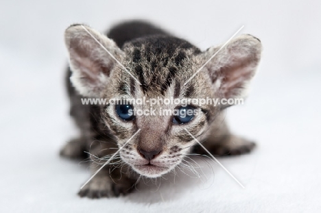 Peterbald kitten looking at camera, will loose her fur over time