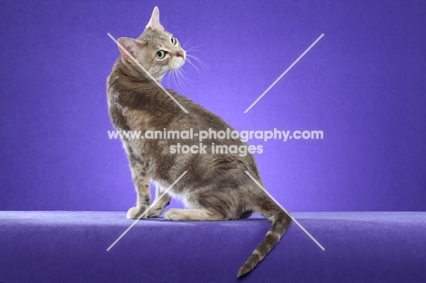 Australian Mist cat on periwinkle background, looking back