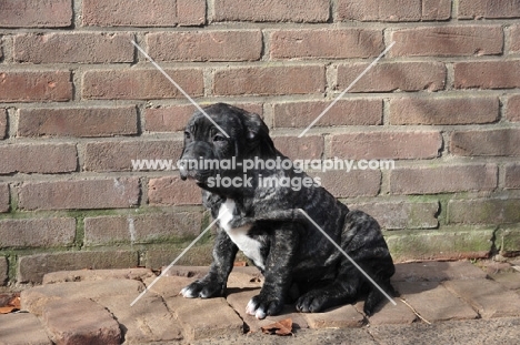 black and white Cimarron Uruquayo puppy sitting on pavement