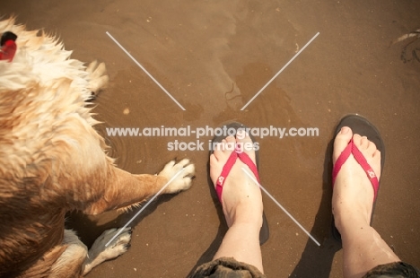 dog standing on beach with owner