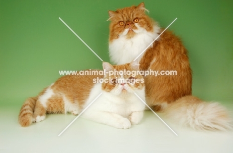 red and white Exotic Shorthair and Persian cats