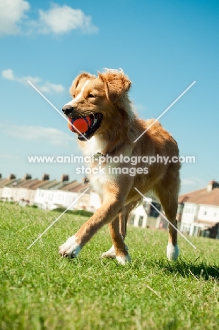 Nova Scotia Duck Tolling Retriever retrieving