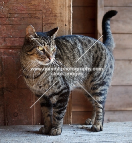 farm cat