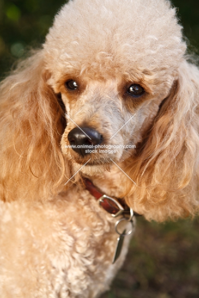 Miniature poodle, portrait