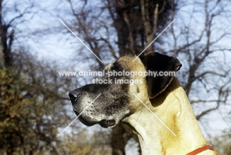 great dane portrait