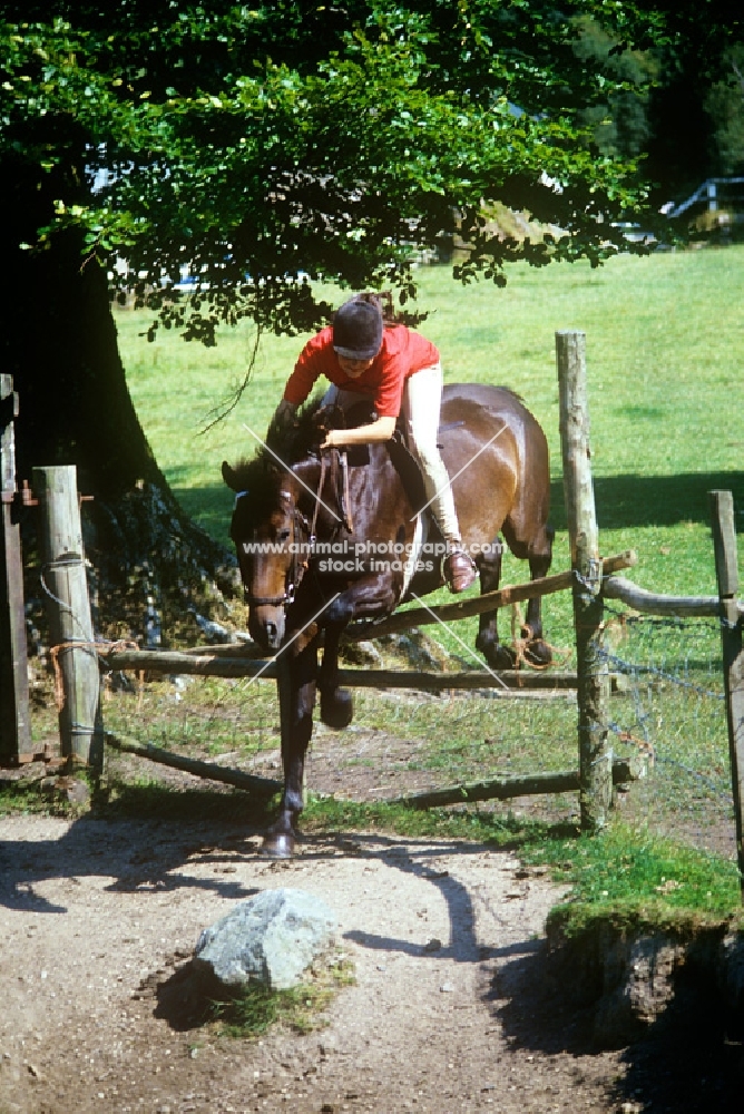 dartmoor pony jumping a fence