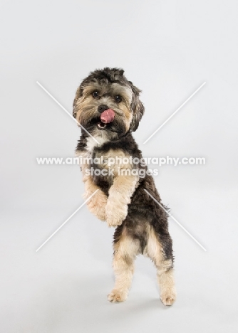 Small mixed breed dog in studio, on hind legs licking lips.