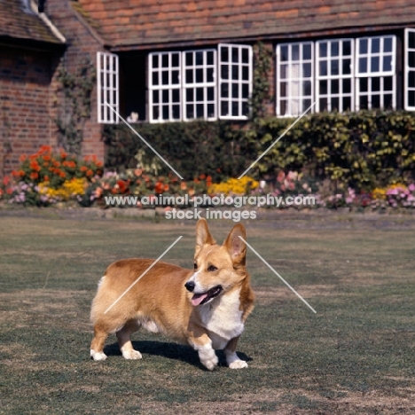 ch lees sunsalve  pembroke corgi standing in a garden