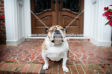 english bulldog sitting on porch with eyes closed