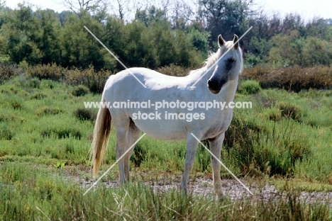 camargue pony looking away