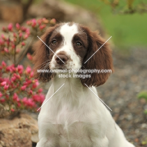 cute springer spaniel puppy with flower bed