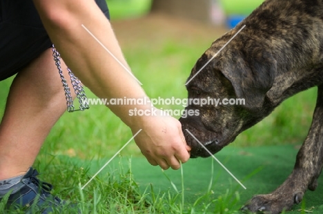 seven months old cane corso puppy eating a treat from trainer's hand