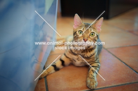 bengal cat resting on the floor and looking at the camera