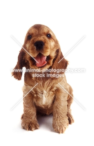 cheerful Cocker Spaniel puppy