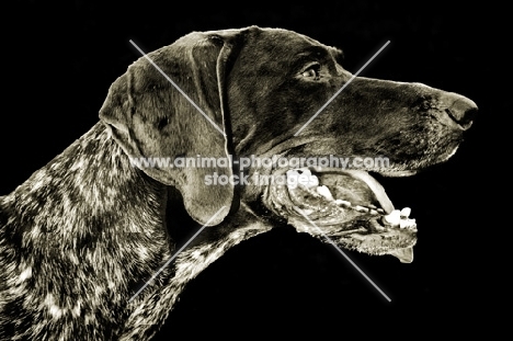 German Shorthaired Pointer portrait on black