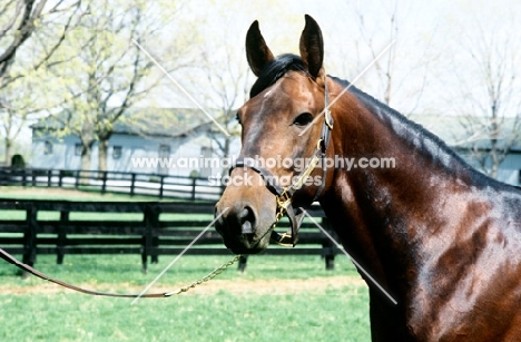 bonefish, standardbred in usa, portrait