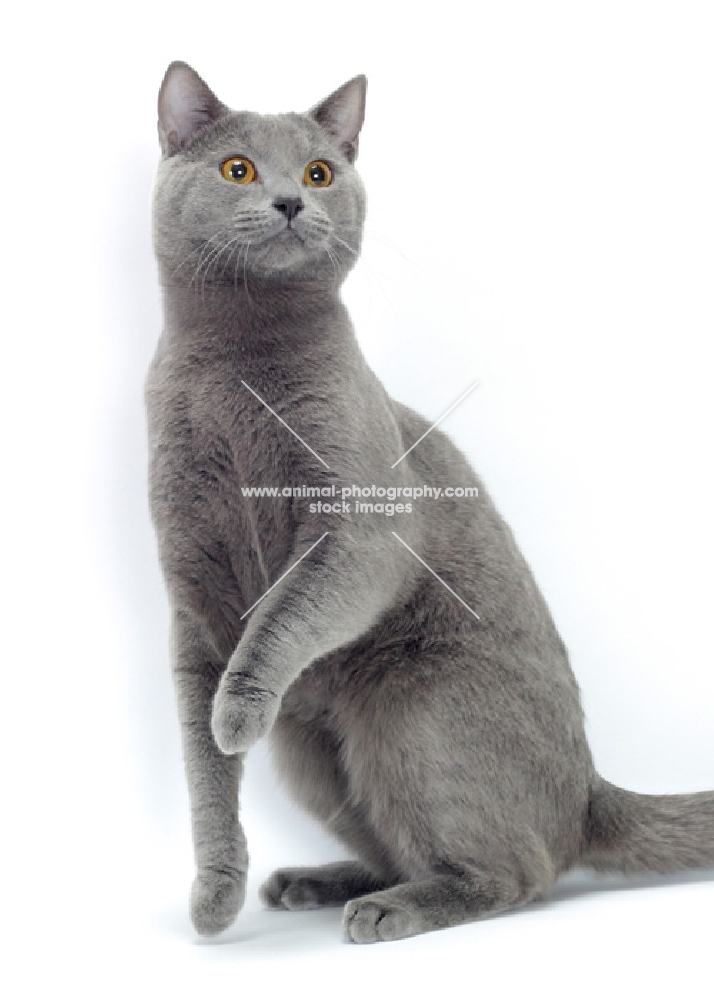 blue Chartreux cat, one leg up