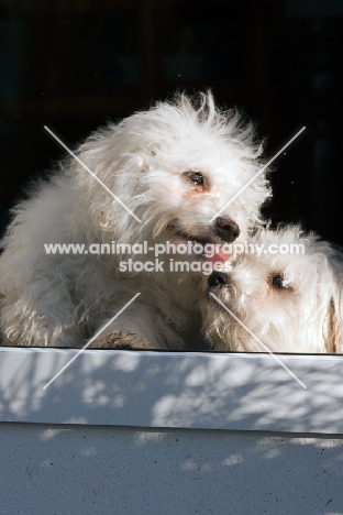 two young Bichon Frise dogs