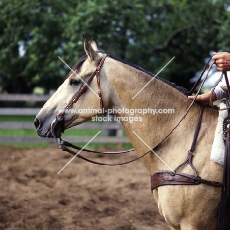 quarter horse showing bridle and reins