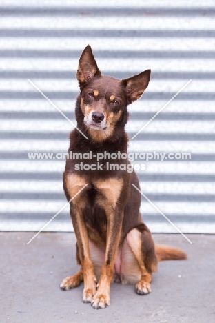 Kelpie concentrating