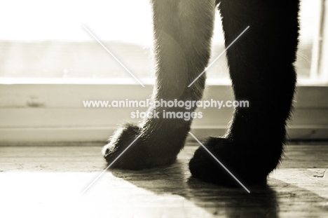 Siamese cat's paws on windowsill